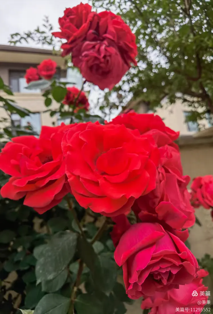 2025小区里随拍枚瑰花绽放👍🏻👍🏻欢迎👏👏大家欣赏✌✌“原创”(17)。